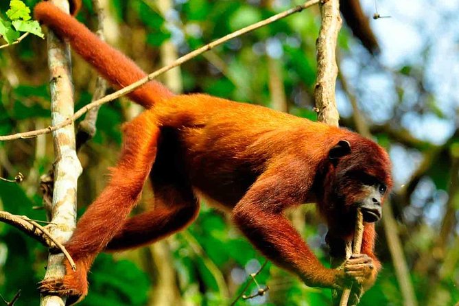 3 Days 2 Nights – Peruvian Tambopata Jungle - Exploring Sandoval Lake