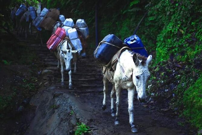 3 Days 2 Nights Poon Hill Trekking - Trek Itinerary