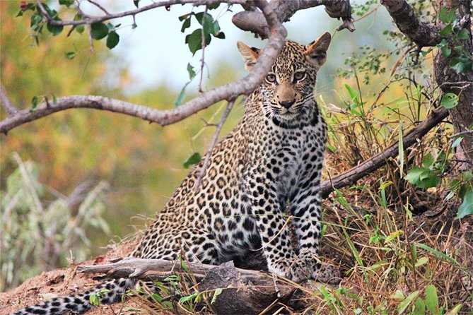 3 Days, 2 Nights Safari - Amboseli National Park and Tsavo West Adventure Safari - Wildlife Sightings
