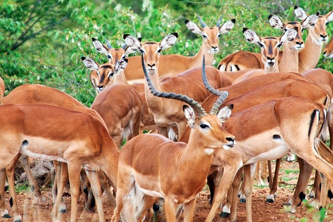 3 Days, 2 Nights Safari - Amboseli National Park and Tsavo West Adventure Safari - Pricing and Availability