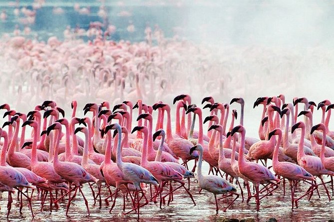 3 Days, 2 Nights Safari - Amboseli National Park and Tsavo West Adventure Safari - Customer Reviews