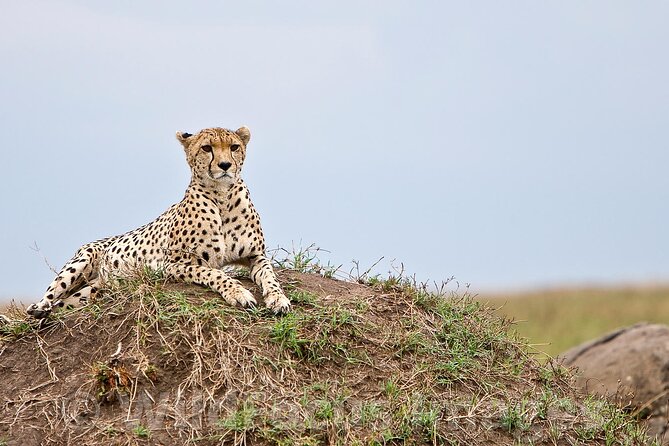 3 Days & 2 Nights Safari - Maasai Mara From Kisumu/Nairobi - Overview and Details