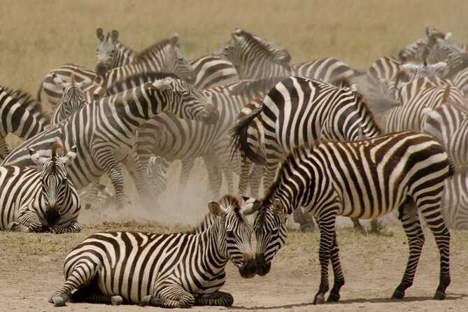 3 Days & 2 Nights Safari - Maasai Mara From Kisumu/Nairobi - Wildlife Sightings and Activities