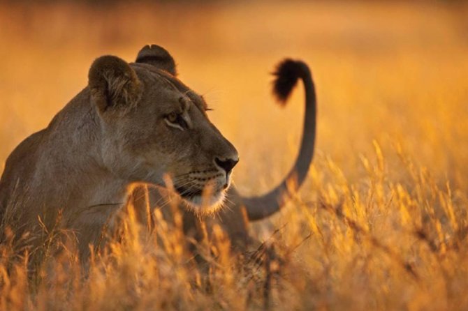 3 Days 2 Nights Serengeti, Ngorongoro & Tarangire Wildlife Lodge Safari - Safari Dates