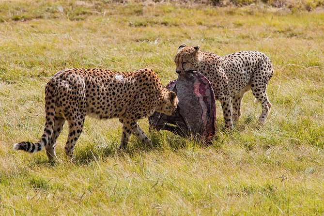 3-Days 2-nights Tanzania Private Budget Camping Safari - Key Points