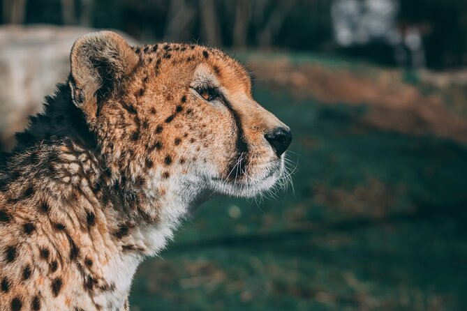 3-Days 2-nights Tanzania Private Budget Camping Safari - Accommodation and Meals