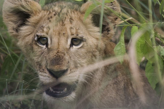 3-Days 2-nights Tanzania Private Budget Camping Safari - Professional Guide and Vehicle