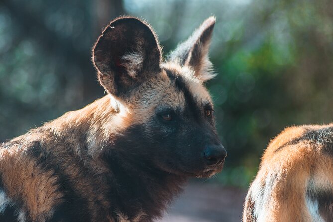 3-Days 2-nights Tanzania Private Budget Camping Safari - Cancellation and Payment Options