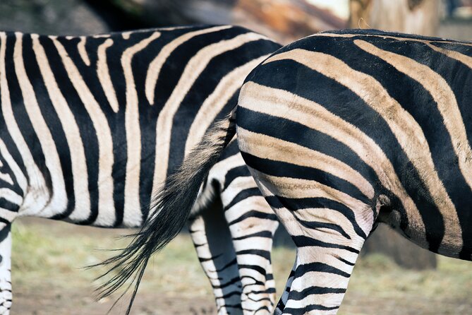 3-Days 2-nights Tanzania Private Budget Camping Safari - Traveler Information
