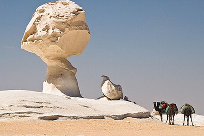3 Days 2 Nights White Desert and Bahariya Oasis Tour - Pickup and Start Time
