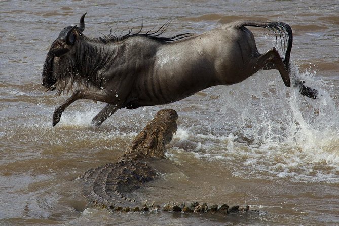 3 Days Adventurous Maasai Mara Budget Group Safari - Accommodation and Meals