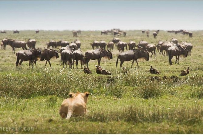 3 Days Adventurous Maasai Mara Budget Group Safari - Tour Details
