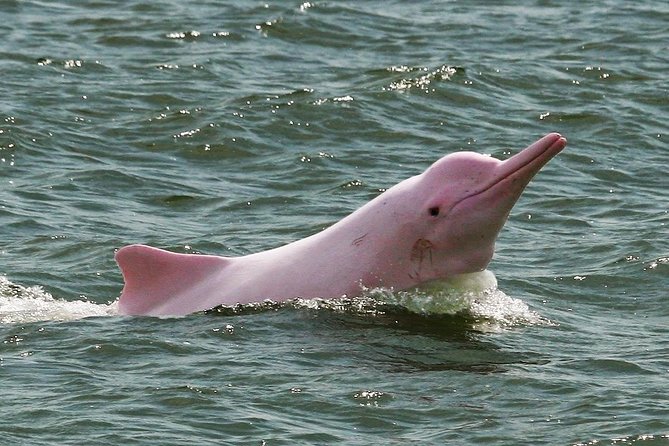 3 Days Amazon Jungle Tour With Pink Dolphin Watch From Iquitos - Reviews and Feedback