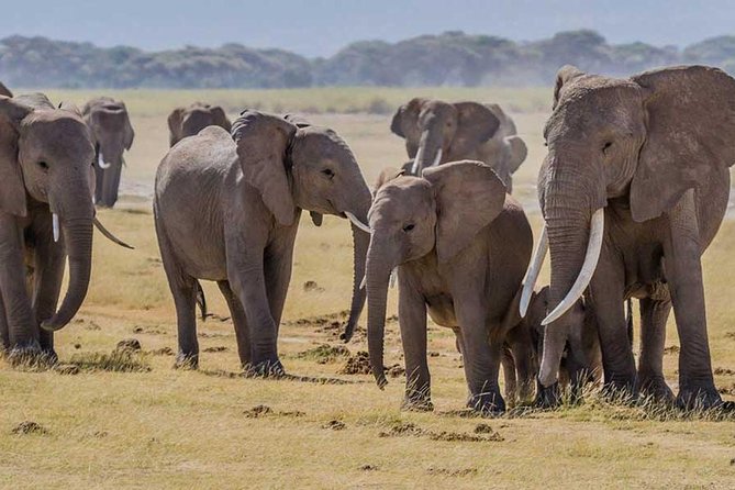 3 Days Amboseli, Land of Kilimanjaro - Wildlife Education and Encounters