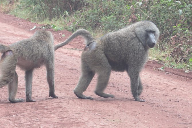 3 Days Amzing Safari in Tarangire and Nngorongoro - Pickup Information