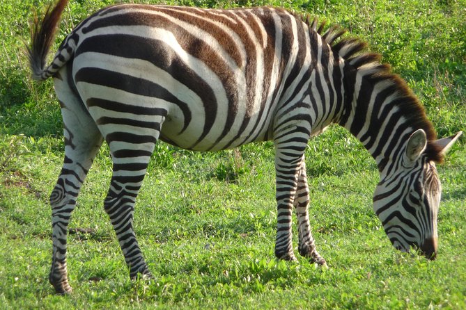 3 Days Amzing Safari in Tarangire and Nngorongoro - Reviews and Ratings