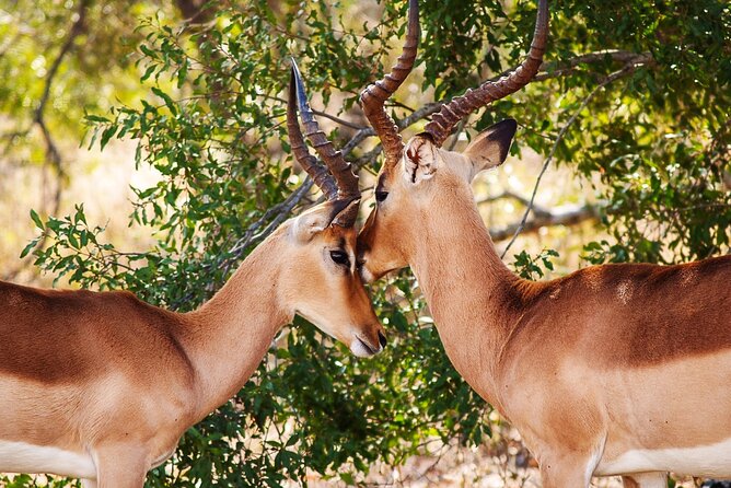 3 Days Amzing Safari in Tarangire and Nngorongoro - Accommodation and Meals