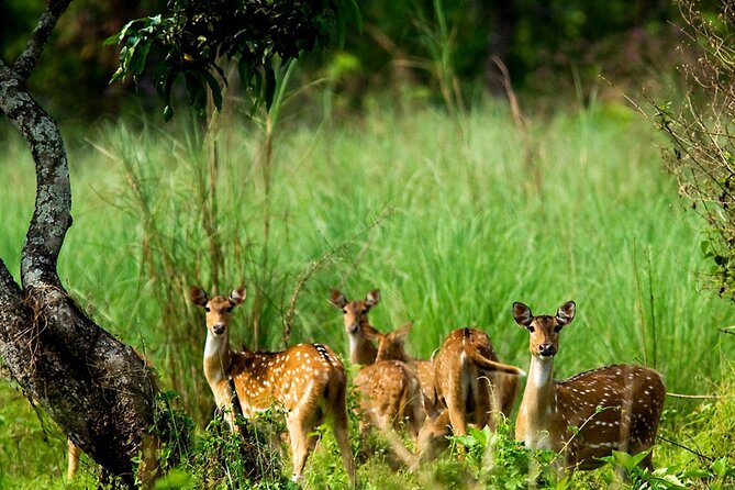 3 Days and 2 Nights Chitwan National Park Safari Tour in Pokhara - Good To Know