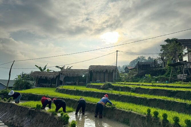 3 Days and 2 Nights Sapa Trek With Local Guide by Comlam - Meals and Transportation