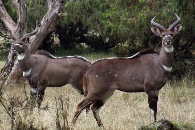 3 Days Bale Mountains Trekking - Tour Pickup and Start Time