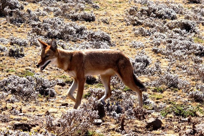 3 Days Bale Mountains Trekking - Important Travel Considerations