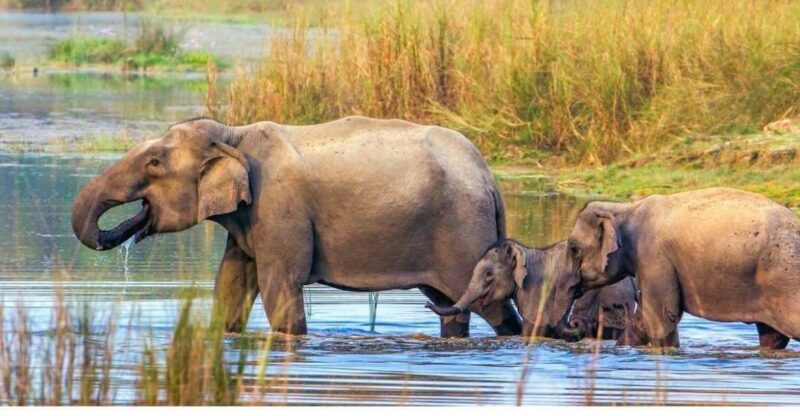 3 Days Bardiya Jungle Safari Tour From Kathmandu - Experience Highlights