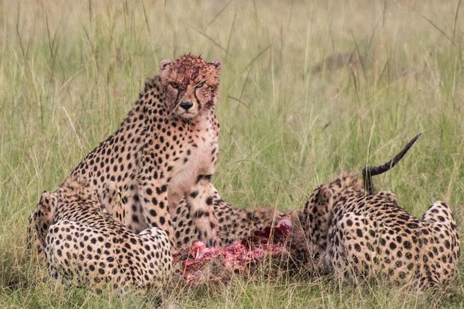 3 Days Best of Maasai Mara Budget Safari - Pickup and Meeting Information