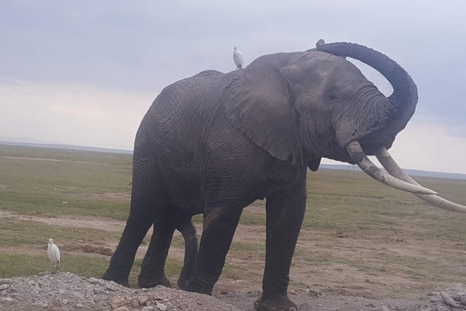 3 Days Best of Maasai Mara Budget Safari - Pricing and Group Size