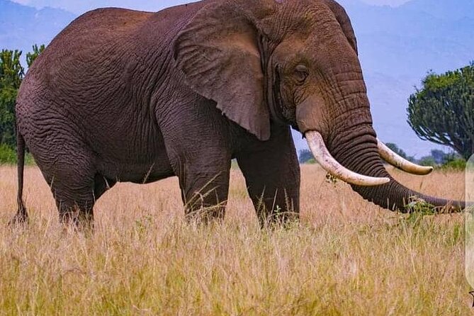3 Days Best of Queen Elizabeth National Park Wildlife Tour - Highlights of the Tour