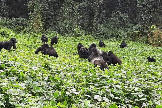 3 Days Best of Queen Elizabeth National Park Wildlife Tour - What to Expect