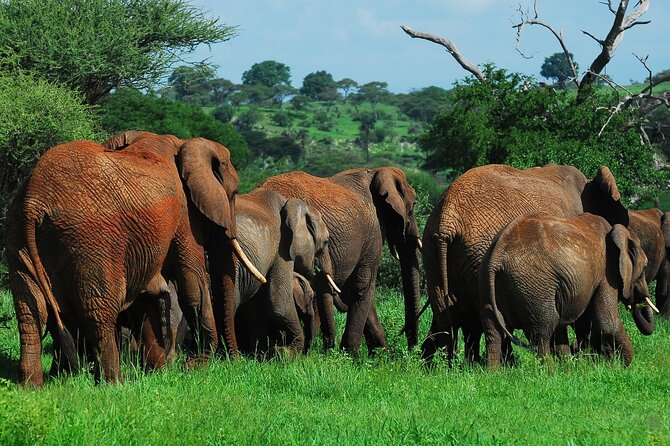 3 Days Big Five Unforgetable Lodging Tanzania Safari - Meeting and Pickup