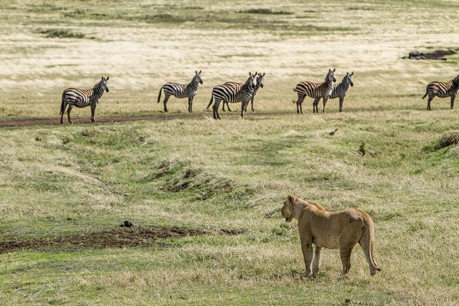 3 Days Big Five Unforgetable Lodging Tanzania Safari - Additional Information