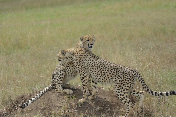 3-Days Budget Lodge Safari - Tarangire, Ngorongoro & Lake Manyara - Pickup and Accessibility