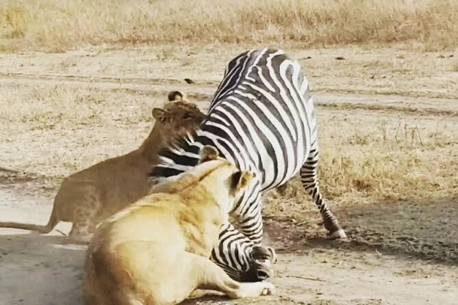 3-Days Budget Lodge Safari - Tarangire, Ngorongoro & Lake Manyara - Traveler Reviews
