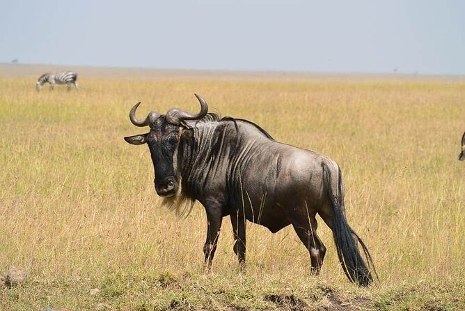3 Days Budget Masai Mara Safari - Package Inclusions