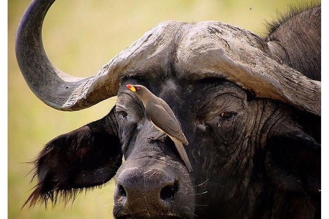 3 Days Budget Masai Mara Safari - Itinerary