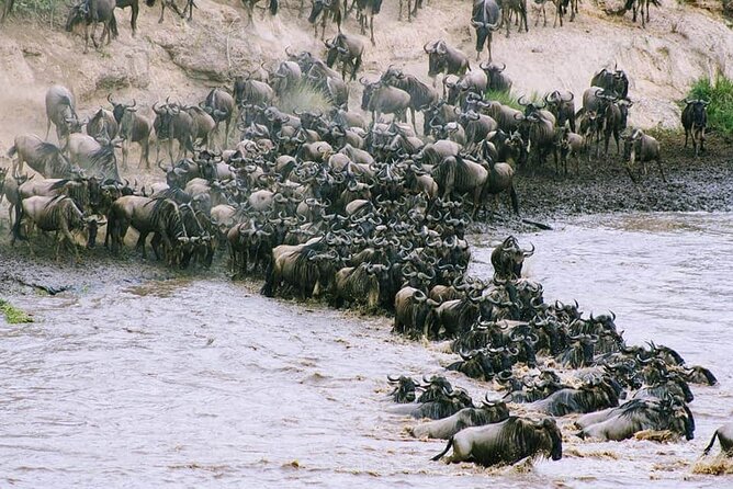3 Days Budget Masai Mara Safari - Booking and Cancellation