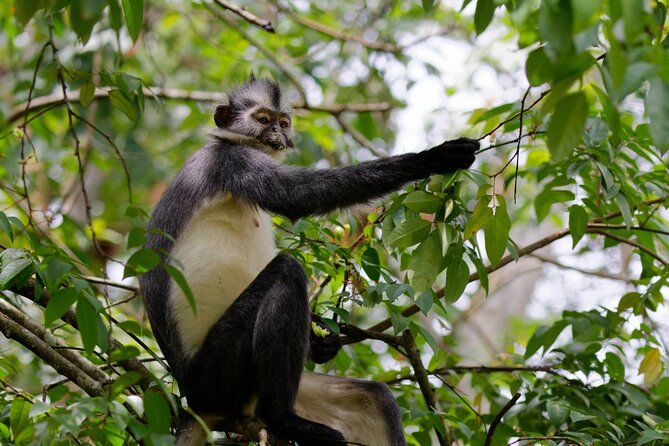 3 Days Bukit Lawang Tour (Happy Jungle) - Itinerary Day 1