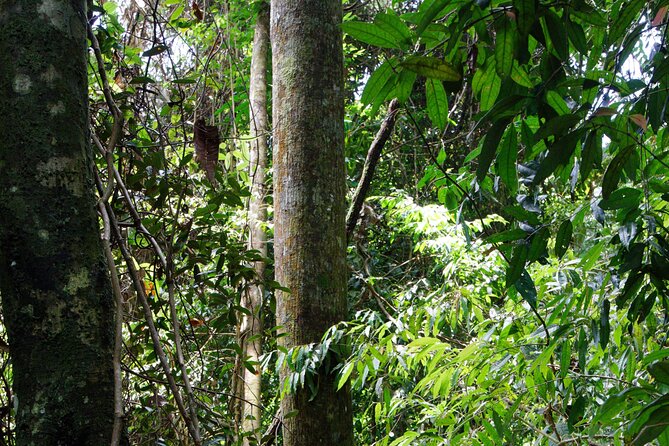3 Days Bukit Lawang Tour (Happy Jungle) - Itinerary Day 2
