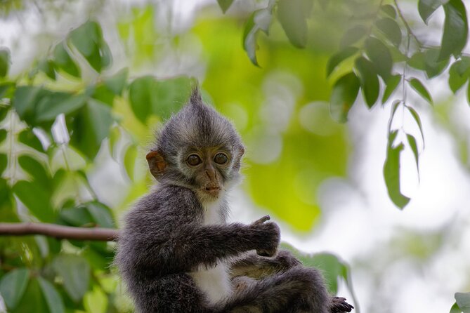 3 Days Bukit Lawang Tour (Happy Jungle) - Itinerary Day 3
