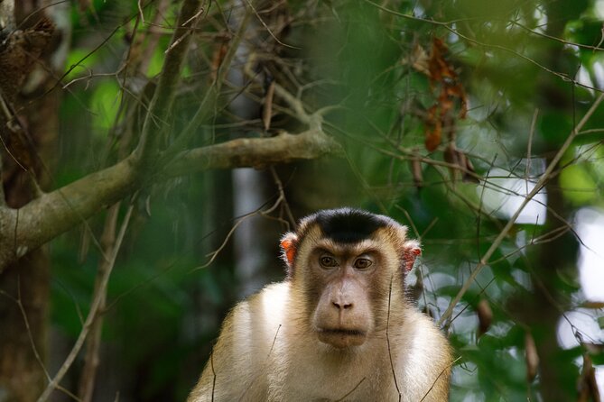 3 Days Bukit Lawang Tour (Happy Jungle) - Pickup Details