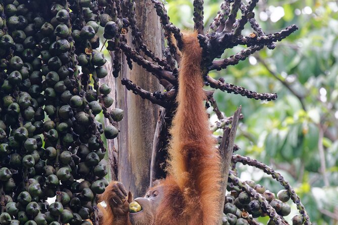 3 Days Bukit Lawang Tour (Happy Jungle) - Additional Information