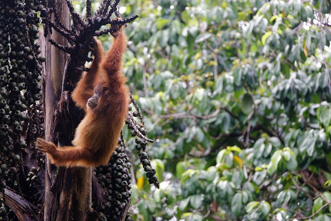3 Days Bukit Lawang Tour (Happy Jungle) - Reviews