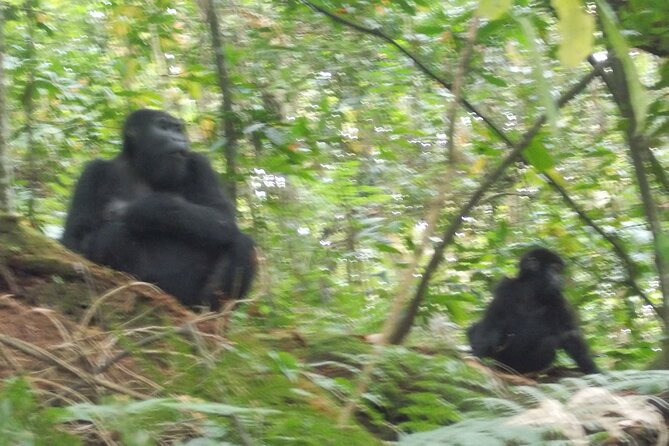 3 Days Bwindi Gorilla Trekking Tour - Meeting Point and Pickup
