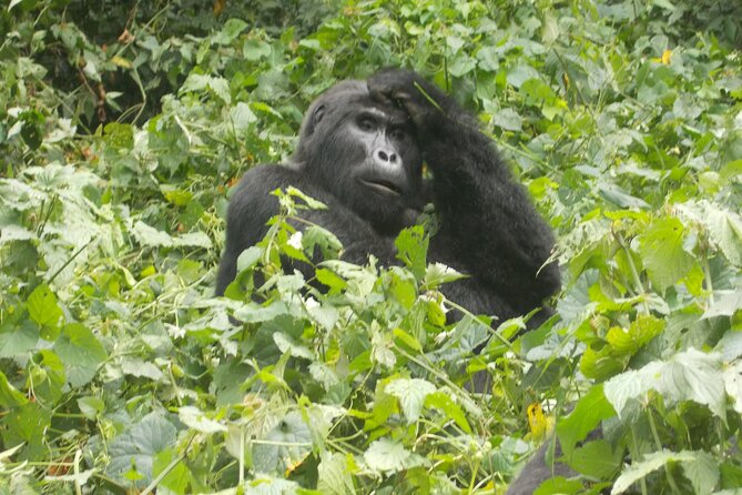3 Days Bwindi Gorilla Trekking Tour - Confirmation and Accessibility