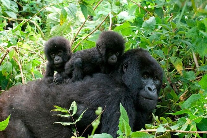 3 Days Bwindi Gorilla Trekking Tour - Group Size and Privacy