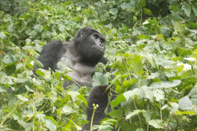 3 Days Bwindi Gorilla Trekking Tour - Pricing and Guarantees