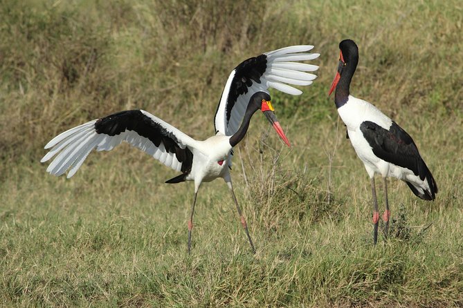 3 Days Camping Safari Tarangire, Lake Manyara and Ngorongoro Crater - Lake Manyara National Park