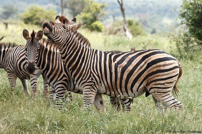 3 Days Camping Safari Tour Tanzania - Accessibility and Additional Information