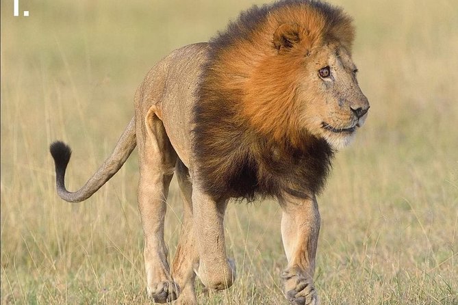 3 Days Camping Safari Tour Tanzania - Wildlife Sightings